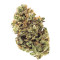 Fruit Cake (Seedstockers) Cannabis-Samen
