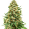 Fruity Pebbles (Tropical Nuggets) (Blackskull Seeds) Cannabis-Samen