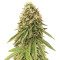 Gorilla Bomb (Bomb Seeds) Cannabis-Samen