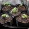 Headbanger (Karma Genetics) Cannabis-Samen