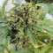 Hindu Kush (Sensi Seeds) Cannabis-Samen
