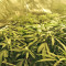 Kripple Roulette (Dr. Krippling Seeds) Cannabis-Samen