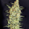 Neville's Haze Regular (Mr. Nice Seedbank) Cannabis-Samen