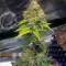OG 13 (G13 Labs) Cannabis-Samen