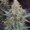 OGesus Auto (Expert Seeds) Cannabis-Samen
