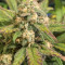 Original Auto BubbleGum (Fast Buds) Cannabis-Samen
