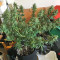 Pakistan Chitral Kush Standard (Ace Seeds) Cannabis-Samen