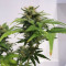 Skunk #1 (Sensi Seeds) Cannabis-Samen