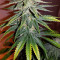 Skywalker Kush (Reserva Privada) Cannabis-Samen