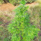 Super Skunk Autoflower (Seedstockers) Cannabis-Samen