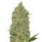 Waist Deep Auto (Heavyweight Seeds) Cannabis-Samen