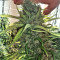 Zamaldelica regular (Ace Seeds) Cannabis-Samen