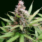 Critical Sour (Female Seeds) Cannabis-Samen