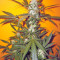 Jack 47 (Sweet Seeds) Cannabis-Samen