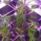 LSD Auto Cannabis-Samen Kaufen