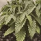 Kaufe Blackberry Moonrocks Samen feminisiert von AlphaFem Seeds