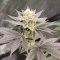 Godzilla Original Glue GG#4 Cannabis-Samen Kaufen