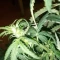 West Coast O.G. Auto (Fast Buds) Cannabis-Samen zu verkaufen