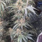 Ghost Train Haze #1 (Rare Dankness Seeds) Cannabis-Samen zu verkaufen
