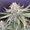GG#4 Original Glue (Original Sensible Seeds) Cannabis-Samen zu verkaufen