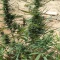 CBD Lemon Auto Cannabis-Samen Kaufen