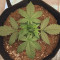 Auto Colorado Cookies Cannabis-Samen Kaufen
