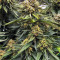 Tangerine Dream (Barney's Farm) Cannabis-Samen zu verkaufen