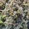 Kaufe Original Afghan Kush Auto Samen feminisiert von Fast Buds
