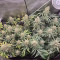 Bruce Banner #3 Cannabis-Samen Kaufen