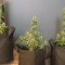 Critical Kush Auto/Critical Rapido Auto (Barney's Farm) Cannabis-Samen