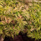Kaufe Lemon Tree Samen feminisiert von Barney's Farm