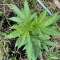 Mimosa EVO (Barney's Farm) Cannabis-Samen zu verkaufen