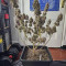 Apple Betty Cannabis-Samen Kaufen