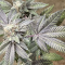 Dos Si Dos 33 (Barney's Farm) Cannabis-Samen zu verkaufen