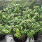Sour Diesel Autoflower feminisierte Samen (Seedkeepers)