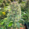 Sour Diesel Autoflower feminisierte Samen (Seedkeepers)