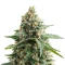 Auto Georgia Pie (Advanced Seeds)