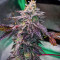 Bubba Kush Samen feminisiert (Barney's Farm)