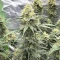 Durban Poison Autoflower feminisierte Samen (Humboldt Seed Company)