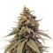 Durban Poison (Barney's Farm)