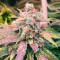 Fruit Punch (Heavyweight Seeds) Cannabis-Samen