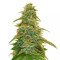 GG#4 Original Glue Auto (Auto Seeds) Cannabis-Samen