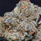 Grandaddy Purple (Big Head Seeds) Cannabis-Samen