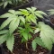 Heavy Head (Big Head Seeds) Cannabis-Samen