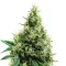 Jelly Cake (Barney's Farm)