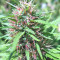 Malawi (Ace Seeds) Cannabis-Samen