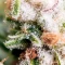 Mango (BlimBurn Seeds) Cannabis-Samen