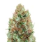 Moonshine Mass (Critical Mass Collective Seeds) Cannabis-Samen