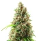 NYC Sour D Auto (Tyson S) (Royal Queen Seeds)