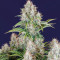 Original Cinderella Auto Samen feminisiert (Fast Buds)